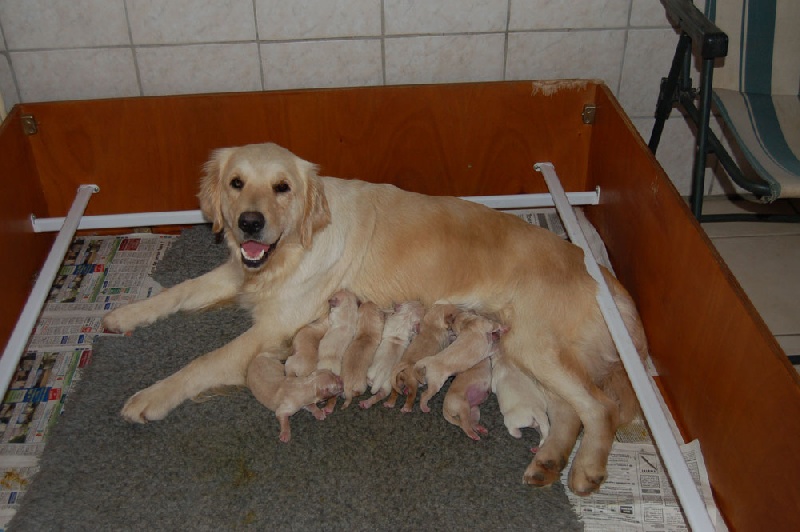 de Hareswith - Golden Retriever - Portée née le 24/11/2009